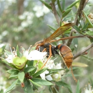 Polistes (Polistella) humilis (Common Paper Wasp) at Belconnen, ACT by JohnGiacon