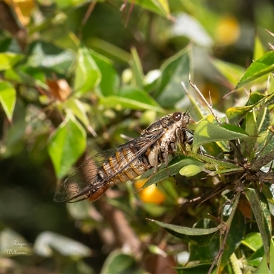 Yoyetta celis (Silver Princess Cicada) at Acton, ACT - 1 Dec 2024 by Roger