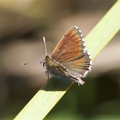 Neolucia agricola (Fringed Heath-blue) at Tennent, ACT - 2 Dec 2024 by Pirom