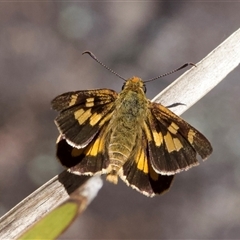 Trapezites eliena (Orange Ochre) at Tennent, ACT - 2 Dec 2024 by Pirom