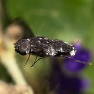 Anthrax maculatus (A bee fly) at Acton, ACT by Roger