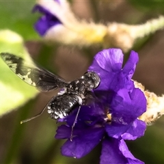 Anthrax maculatus at Acton, ACT - 2 Dec 2024 09:51 AM