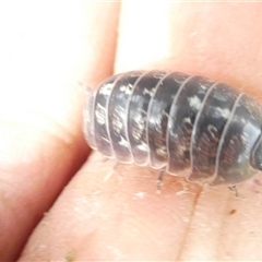 Armadillidium vulgare at Belconnen, ACT - 1 Dec 2024 03:33 PM