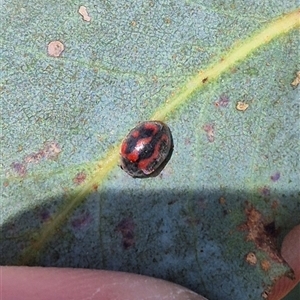 Novius bellus (A ladybird) at Bungendore, NSW by clarehoneydove