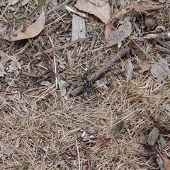 Nyssus albopunctatus (White-spotted swift spider) at Bungonia, NSW - 16 Nov 2024 by Miranda