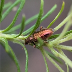 Eleale aspera at Gundary, NSW - 17 Nov 2024