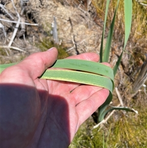 Typha sp. at Cotter River, ACT - 2 Dec 2024