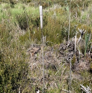 Typha sp. at Cotter River, ACT - 2 Dec 2024