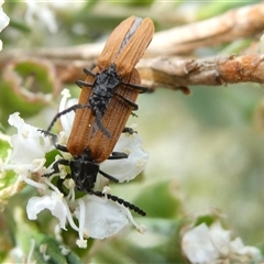 Porrostoma rhipidium (Long-nosed Lycid (Net-winged) beetle) at Belconnen, ACT - 1 Dec 2024 by JohnGiacon