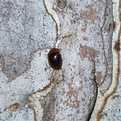 Rodatus boucardi (A lady beetle) at Bungendore, NSW - 1 Dec 2024 by clarehoneydove