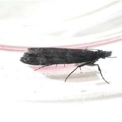 Eudonia cleodoralis (A Crambid moth) at Belconnen, ACT - 1 Dec 2024 by JohnGiacon