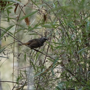 Sericornis frontalis at Bungonia, NSW by Miranda