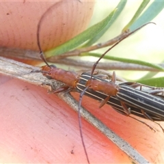 Syllitus rectus at Belconnen, ACT - 2 Dec 2024