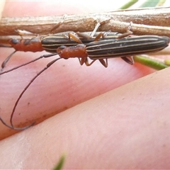 Syllitus rectus at Belconnen, ACT - 2 Dec 2024 04:14 PM