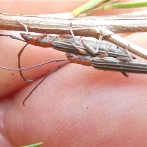 Syllitus rectus at Belconnen, ACT - 2 Dec 2024