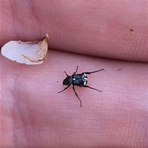 Microvalgus sp. (genus) (Flower scarab) at Lake George, NSW by clarehoneydove