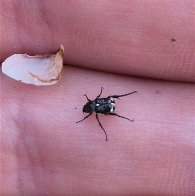 Microvalgus sp. (genus) (Flower scarab) at Lake George, NSW - 2 Dec 2024 by clarehoneydove