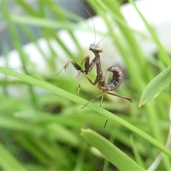 Mantidae (family) adult or nymph at Belconnen, ACT - 2 Dec 2024 by JohnGiacon