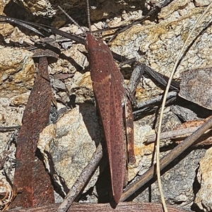 Goniaea opomaloides (Mimetic Gumleaf Grasshopper) at Captains Flat, NSW by Csteele4