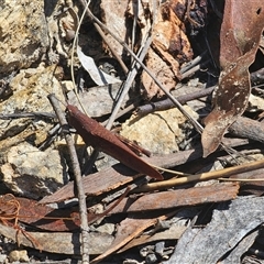 Goniaea opomaloides at Captains Flat, NSW - 2 Dec 2024