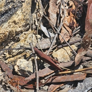 Goniaea opomaloides at Captains Flat, NSW - 2 Dec 2024