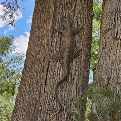 Varanus varius (Lace Monitor) at Burrinjuck, NSW - 2 Dec 2024 by Bidge