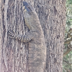 Varanus varius at Burrinjuck, NSW - suppressed