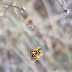 Austracantha minax (Christmas Spider, Jewel Spider) at Lake George, NSW - 2 Dec 2024 by clarehoneydove