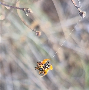 Austracantha minax at Lake George, NSW - 2 Dec 2024 06:47 PM