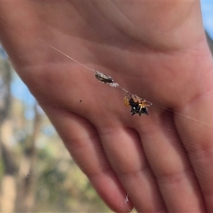 Austracantha minax at Lake George, NSW - 2 Dec 2024 06:47 PM