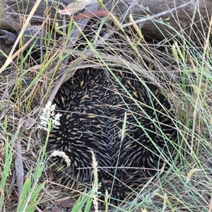 Tachyglossus aculeatus (Short-beaked Echidna) at Lake George, NSW by clarehoneydove