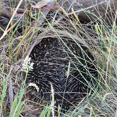 Tachyglossus aculeatus (Short-beaked Echidna) at Lake George, NSW - 2 Dec 2024 by clarehoneydove