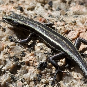 Pseudemoia spenceri at Tennent, ACT - 2 Dec 2024 01:50 PM