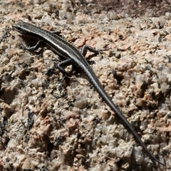 Pseudemoia spenceri at Tennent, ACT - 2 Dec 2024 01:50 PM