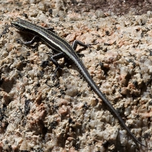 Pseudemoia spenceri at Tennent, ACT - 2 Dec 2024 01:50 PM