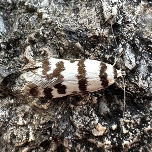 Philobota impletella Group (A concealer moth) at Tennent, ACT by Pirom