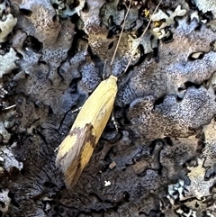 Crocanthes glycina (Crocanthes glycina) at Tennent, ACT - 2 Dec 2024 by Pirom