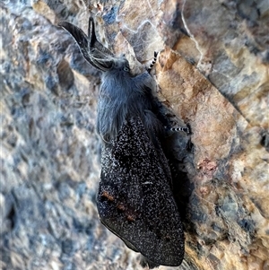 Pinara obliqua (Pinara obliqua) at Tennent, ACT by Pirom