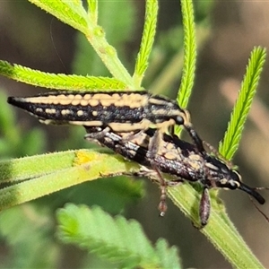 Rhinaria sp. (genus) (Unidentified Rhinaria weevil) at Lake George, NSW by clarehoneydove