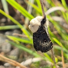 Genduara punctigera (Spotted Clear Winged Snout Moth) at Lake George, NSW - 2 Dec 2024 by clarehoneydove