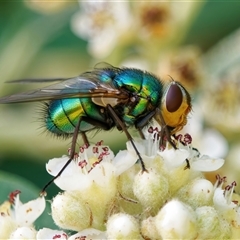 Chrysomya sp. (genus) (A green/blue blowfly) at Chisholm, ACT - 2 Dec 2024 by RomanSoroka