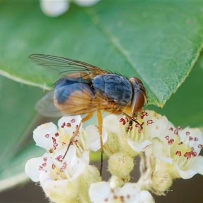 Calliphora augur (Lesser brown or Blue-bodied blowfly) at Chisholm, ACT - 2 Dec 2024 by RomanSoroka