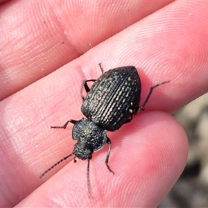 Adelium porcatum (Darkling Beetle) at Bungendore, NSW by clarehoneydove