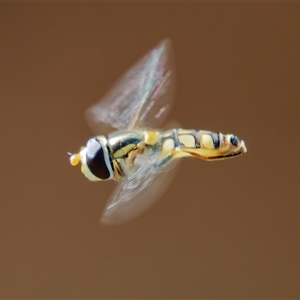 Simosyrphus grandicornis at Chisholm, ACT - 2 Dec 2024