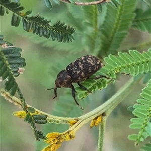 Unidentified Weevil (Curculionoidea) at Lake George, NSW by clarehoneydove