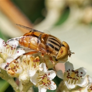 Eristalinus punctulatus at Chisholm, ACT - 2 Dec 2024 03:48 PM