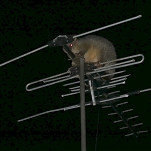 Trichosurus vulpecula (Common Brushtail Possum) at Freshwater Creek, VIC by WendyEM