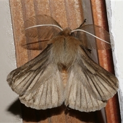 Pterolocera (genus) (Antheliid moth) at Freshwater Creek, VIC - 10 Apr 2020 by WendyEM