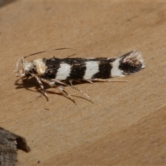 Limnaecia camptosema (Cosmopterigid) at Freshwater Creek, VIC - 10 Apr 2020 by WendyEM