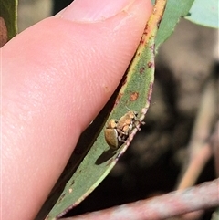 Edusella puberula (Leaf beetle) at Bungendore, NSW - 2 Dec 2024 by clarehoneydove